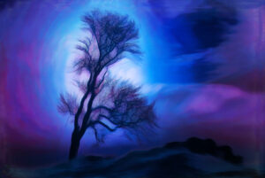 2nd - 20 Points- Trees-3- Jenny Fryer LRPS