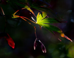September Morning Light-2-Don Grundell