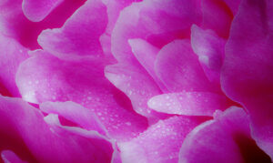 D2- 17 Points - Petal passion - Peter Whitfield