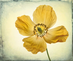 D2 - 1st- 20 Points -Yellow Poppy-Don Grundell