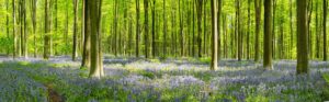 D2- 2nd- 19- Points -West woods Panorama -David Gamm
