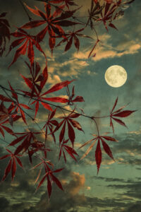 17 Points -Japanese Maple and Moon-Don Grundell