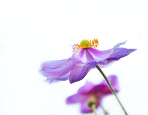 1st Japanese Anemone. Joan Scott