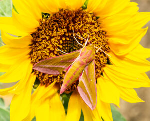 18 Points- Elephant Hawkmoth on sun flower - Mike Smith