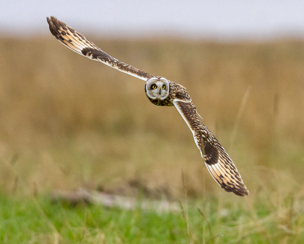 18 Points- Hunting short-eared Owl - Mike Smith
