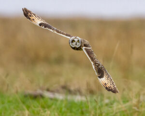 18 Points- Hunting short-eared Owl - Mike Smith