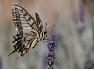 18 Points Lavender Sipper - Marjory Wright