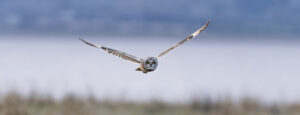 18 Points- Short Eared Owl - Brad Collett