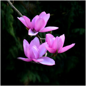 18 Points -Pink Magnolia-Joan Scott