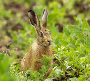 D1- 17 Points - Hare Raising - Mike Smith