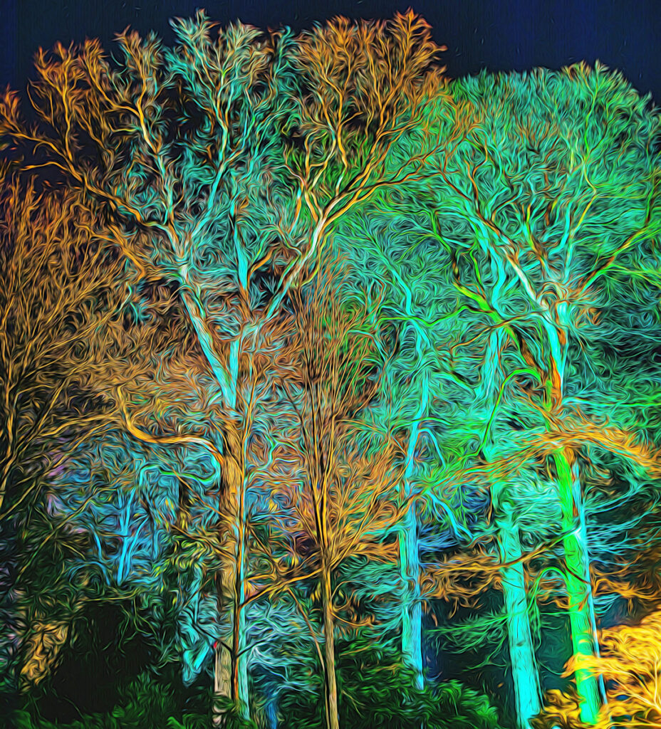 3rd 19 Points-Enchanted Wood Westonbirt-George Ryske