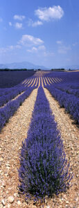 D1- 17 Points - Lavender Fields - Elizabeth Restall ARPS