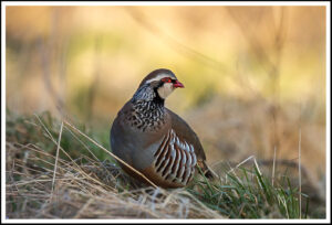 D1- 17 Points - Red leg Partridge - Mike Smith