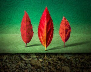 D1- 17 Points - Three Leaves - Steve Varman