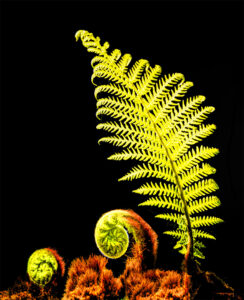 1st- 20 Points - A Day in the Life of a Tree Fern-Jenny Fryer LRPS