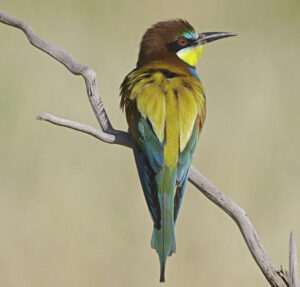 D1- 19 Points - Bee Eater - Mike Smith