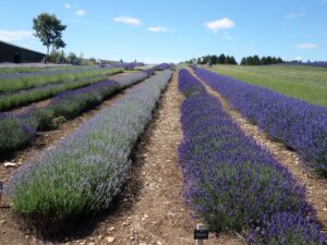 17-Points-Landscape-at-the-Lavender-Farm-Jane-Martin