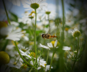D2-1ST - 20 Points - Flight Path through Flowers - Andrew Daniels