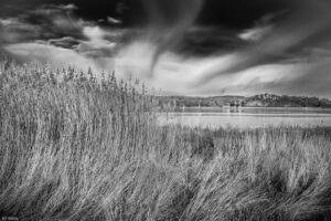 1st - 20 Points - Phragmites Bed at Purton - Bill Beere
