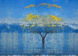 D1-1st - 20 Points - The tree at Lake Wanaka NZ- Jenny Fryer LRPS