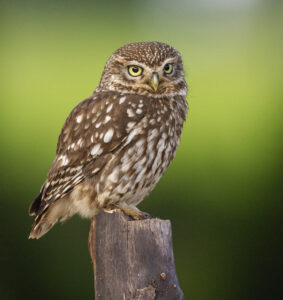 D1=2nd - 20 Points - Little Owl - Mike Smith
