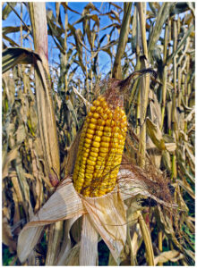 D2-3rd - 20 Points - Maize - David Brookes ARPS
