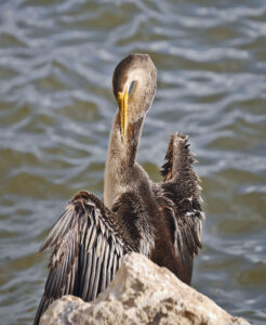D2 - 18 Points - Cormorant - Dorothy Chilton
