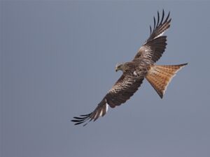 Second -Birds of Prey-Mike Smith