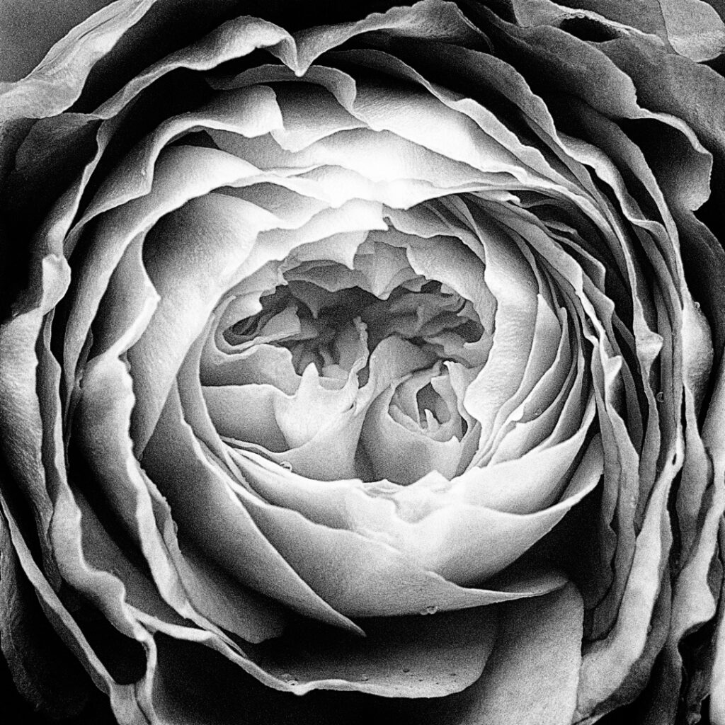 One Rose - Peter Whitfield