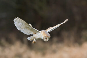 Second -Birds of Prey-Mike Smith