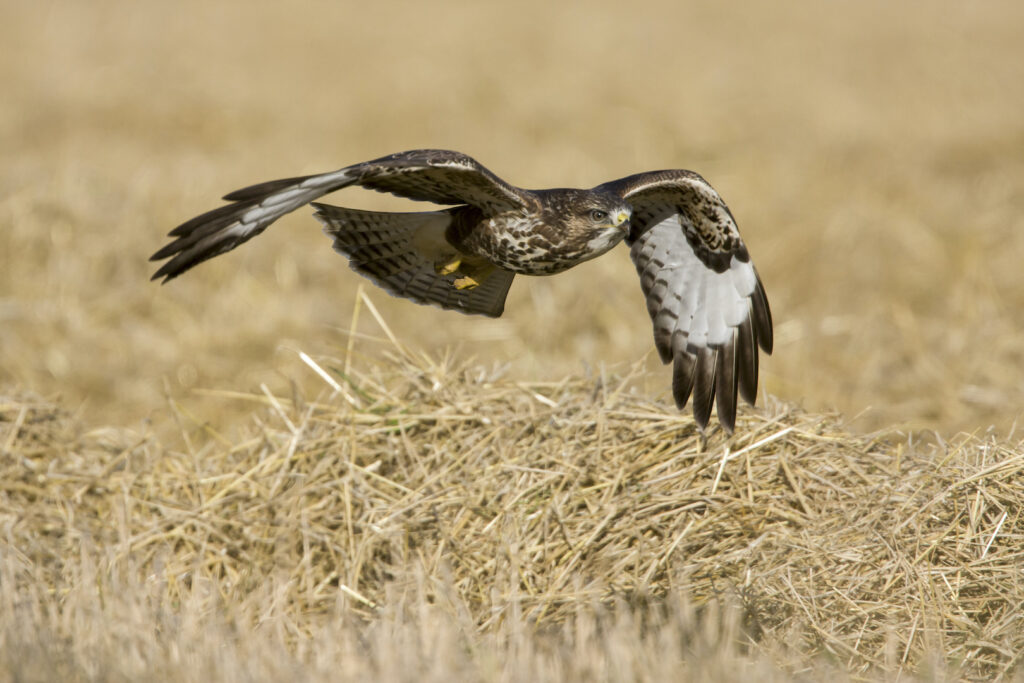 Second -Birds of Prey-Mike Smith
