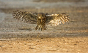 Second -Birds of Prey-Mike Smith