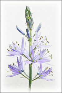 18 Points - Camassia - Brian Wetton