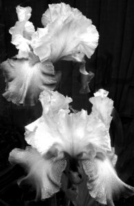 1st – 19 Points – Black and White Iris – Gloria Pritchard