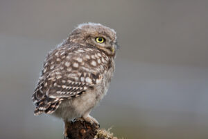 D1 - 18 Points - Little Owl first trip out - Mike Smith