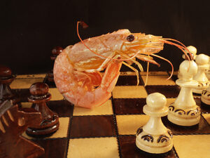 D1 - 16 Points - King Prawn