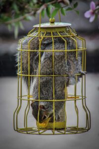 D1 - 16 Points - Squirrel-proof feeder