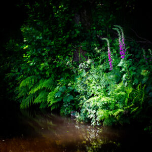 17 Points-Foxglove and Fern-David Gamm
