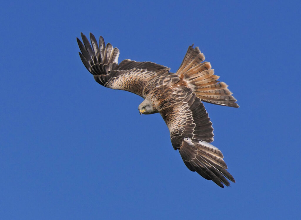 17 Points Red Kite-Barbara Gibbons