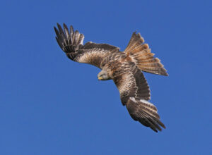 17 Points Red Kite-Barbara Gibbons