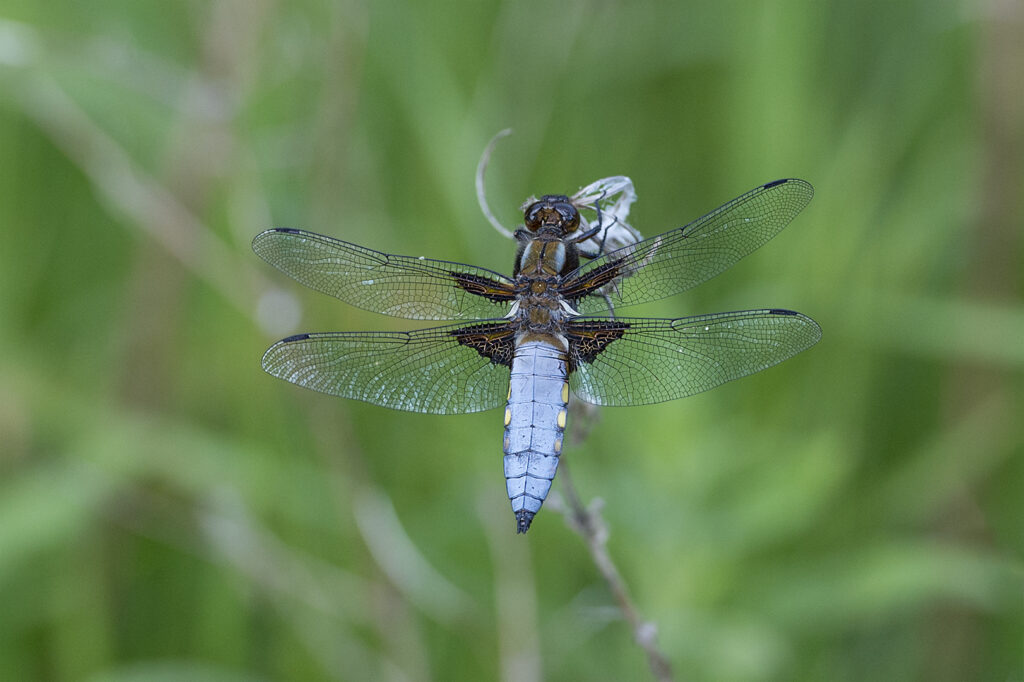19 Points-Broad Bodied Chaser-Brad Collett