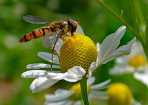 17 Points-Hover Fly Andrew-Daniels
