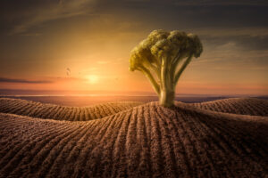 Third- 20 points-Where tea leaf fields and broccoli grow-Steve Varman