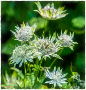 17 Points - Astrantia - David Brookes ARPS