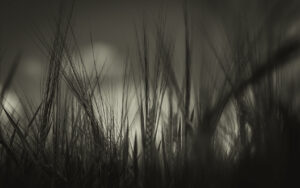 17 Points - Barley Textures - Steve Varman LRPS
