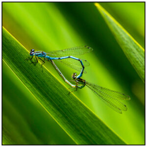 17 Points - Common BlueDamselfly - Mike Smith