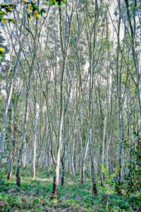 17 Points - Enchanted Wood - George Ryske