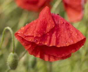 17 Points - Rain-drenched poppy - Diana Baker