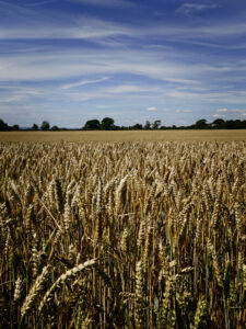17 Points - The Wheat Field - Christine Ryske