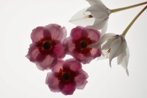 18 Points - PINK AND WHITE - Richard Wright